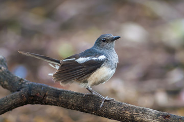 Oriental magpie robin (Copsychus saularis ), beautiful bird on branch,Thailand.