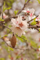 Mandelblüte