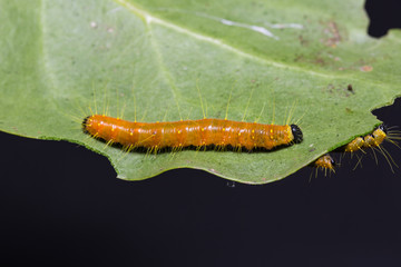 Painted Jezebel caterpillars