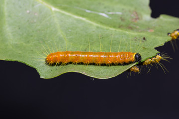 Painted Jezebel caterpillars