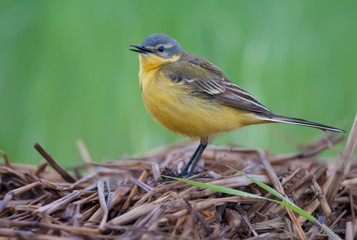 Western yellow wagtail morning call