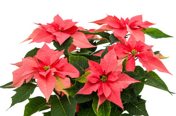 Weihnachtsstern