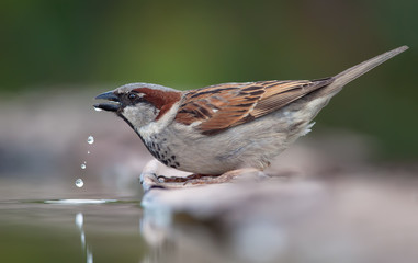 House sparrow drinking water with droplets