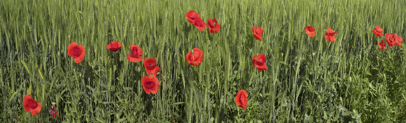 Obraz premium red poppies in the fields of wheat