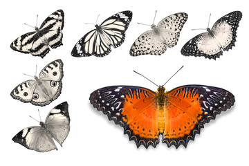 Fototapeta na wymiar Orange butterflies on white background