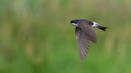Common house martin in flight 3