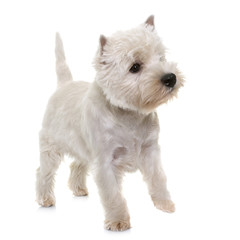 puppy west highland white terrier