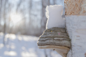 timber fungus in pile of snow