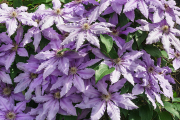 The flowers of clematis cultivars of Polish General Sikorski (lat. Clematis General Sikorski)