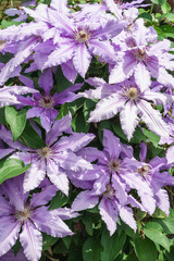 Abundant flowering clematis varieties Polish General Sikorski (lat. Clematis General Sikorski)