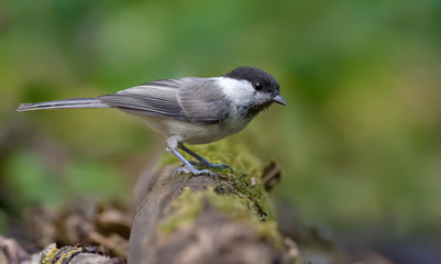 Obraz premium Willow tit on a mossy trunk