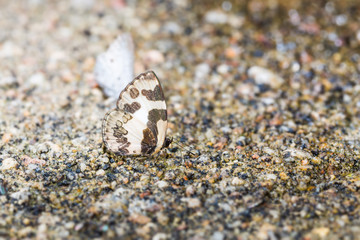 Elbowed Pierrot butterfly