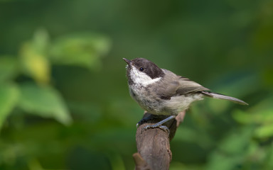 Willow tit posing with lifted head