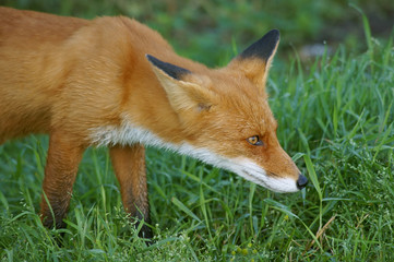 Red fox. A beautiful red fox stands on a grass.