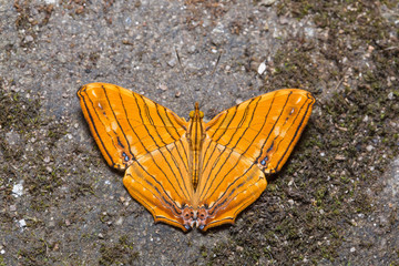Common Maplet butterfly