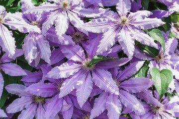 Clematis Polish sort of General Sikorski (lat. Clematis General Sikorski)