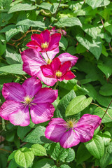 grade Clematis Ville de Lyon (lat. Clematis Ville de Lyon). Group Vititsella