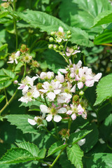 Flowering blackberries (lat. Rubus)
