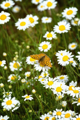 White and yellow daisies with Silver-washed Fritillary (Argynnis