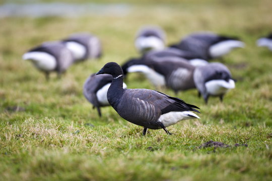 Brent geese, Branta (bernicla) bernicla, in the saltmarshes in Holkham, North Norfolk, UK