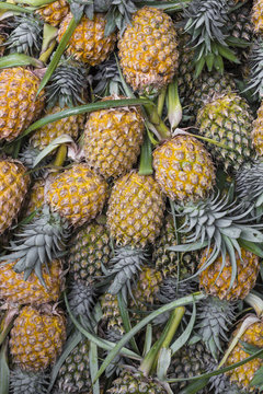 Fresh pineapple in local market  in Kandy, Sri Lanka. Background