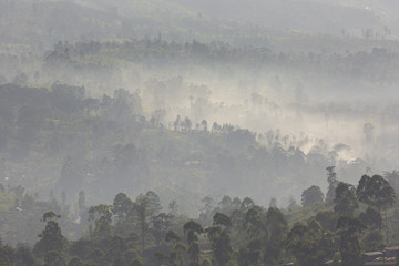 Morning valley with tea plantations filled with fog in the highl
