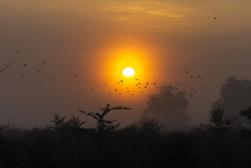 Big tree with birds silhouette sunrise red sky background at Uda