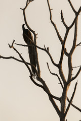 Big tree with sitting peacock silhouette sunrise red sky backgro