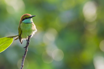 Merops ornatus, bee-eater on the tree