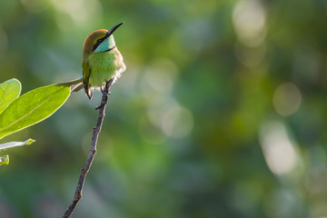 Merops ornatus, bee-eater on the tree