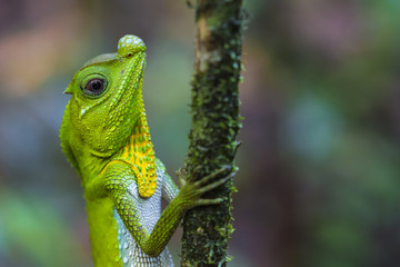 Green chameleon at tree branch in Singharaja Forest in Sri Lanka