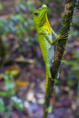 Green chameleon at tree branch in Singharaja Forest in Sri Lanka