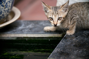 Cat on Street, Bangkok