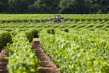 Vine tractor crop-spraying vines in a vineyard at Parnay, Loire Valley, France