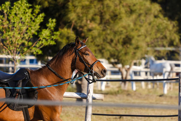 Obraz premium Close up of a horse running / jumping / standing in a riding pen on a horse stud farm.