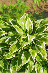 Host wavy (lat. ?osta undulata). vertical