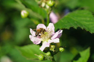 Bee on flower BlackBerry (lat. Rubus)