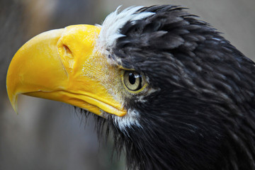Eagle, close up shot with blurred background