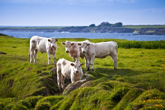 Charolais cattle on coastal pasture in County Clare, West Coast of Ireland