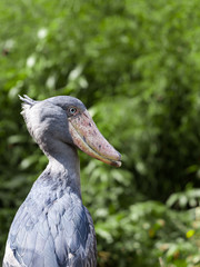 Shoebill, Abu Markub (Balaeniceps rex), is a very large stork