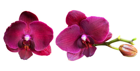 Fototapeta na wymiar Maroon orchid on a white background.