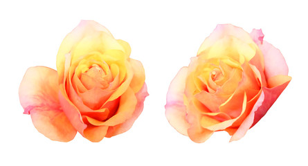 Yellow roses on a white background.