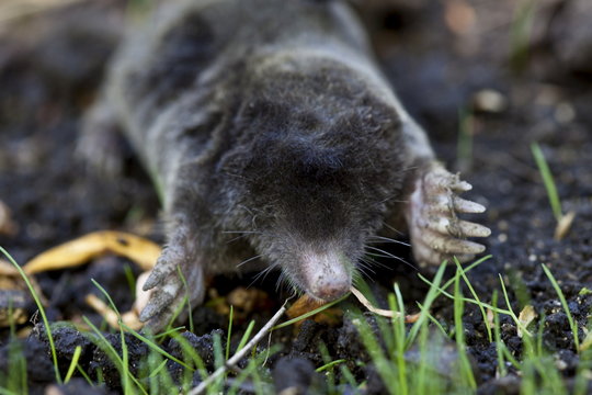 European mole, Talpa Europaea, in a country garden, the Cotswolds, Oxfordshire, UK