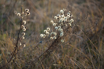 autumn field grass at dawn bulrush
