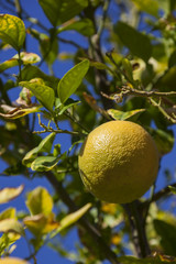Close-up of orange on the orange tree, Egypt