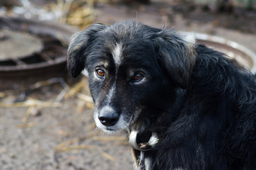 Shaggy Dog, closeup portrait.