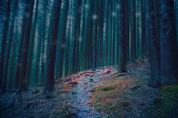 Foto op Plexiglas Magisch bospad in het bos met blauwe bomen en rood mos © marrakeshh