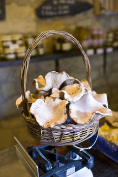 Basket of Pied Blue mushrooms grown in former troglodyte cave at Le Saut aux Loups, in the Loire Valley, France