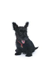 Black Scotch Terrier puppy