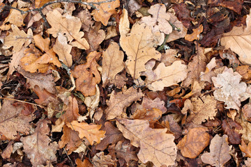 Dry fallen autumn oak leaves